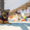 Cane marrone seduto sulla sabbia, indossa un'imbracatura rossa, sfondo sfocato di ombrelloni.