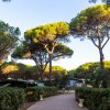 Viale alberato con pini alti e cielo sereno.