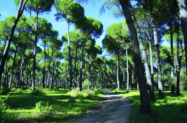 Campeggio Principina - Marina di Grosseto Toscana